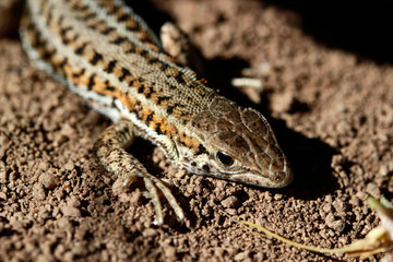 cute lizard in nature close-up