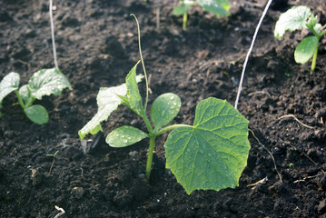 Young cucumber plants in the greenhouse. white ropes protrude from the ground for support. Organic amateur farming - growing cucumbers in a greenhouse in the country or in the village