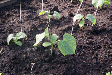 Young cucumber plants in the greenhouse. white ropes protrude from the ground for support