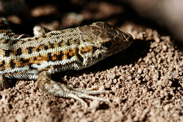 cute lizard in nature close-up