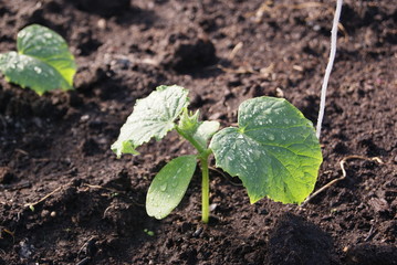 Young cucumber plants in the greenhouse. white ropes protrude from the ground for support