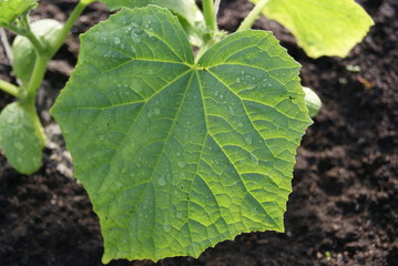 Young cucumber plant in the greenhouse. Green sheet close-up