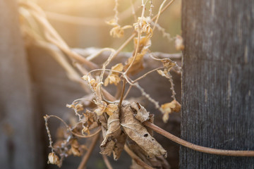 dry yellow autumn grass close-up on the fence. a dried-up flower from last year