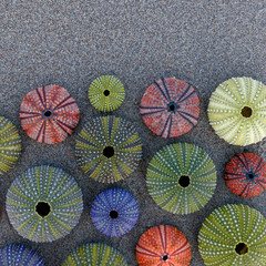 Fototapeta na wymiar sea urchin shells on wet sand top view close up, some space for text