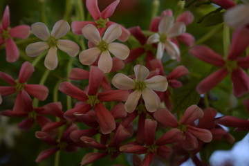 Combretum indicum, also known as the Rangoon creeper or Chinese honeysuckle, is a vine with red flower clusters and native to tropical Asia.