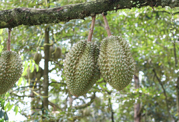Durian on a tree in the orchard in Thailand and a tropical fruit.