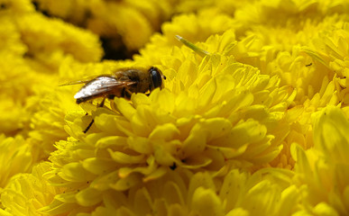 bee on a yellow flower