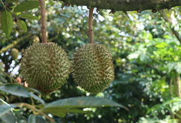 Durian on a tree in the orchard in Thailand and a tropical fruit.