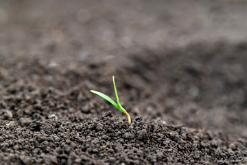 one young sprout on the background of the soil. the concept of the new life of green seedlings on the ground