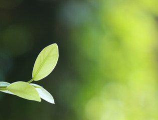 Natural green leaves as a natural background, green tones