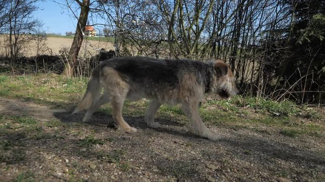 An old and sick lame dog with thick fur is slowly walking across the meadow along the bushes