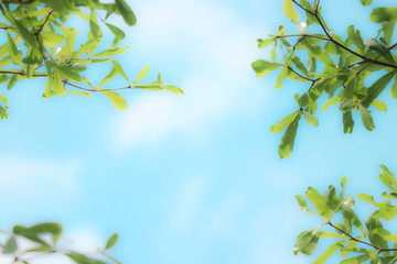 Natural green leaves with a blue sky background can be used as a background.