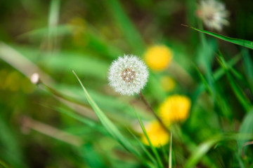 タンポポ　綿毛　春