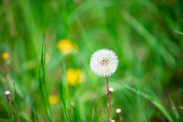 タンポポ　綿毛　春