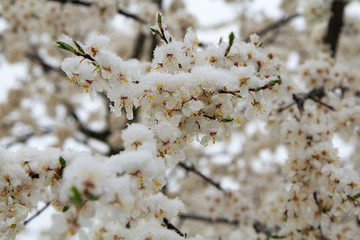 Snow on Young plum flowers in early spring season. Bad for fruit tree. Natural composition