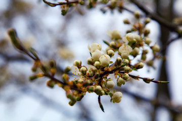 Young plum flowers and bright blue sky in early spring season. Natural composition
