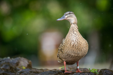 domestic duck in the nature