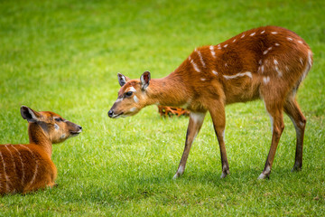 nyala mammal portrait in nature