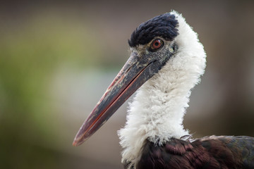 stork simbil portrait in park 