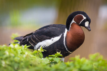 red-breasted goose portrait in nature