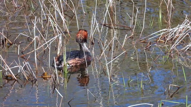 Haubentaucher&nbsp;(Podiceps cristatus) taucht auf und ab