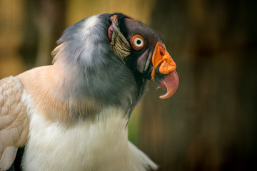 king vulture in the nature