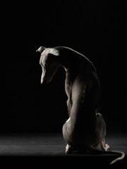Fototapeta na wymiar Portrait of a dog on a dark background. Funny whippet in the studio. Beautiful light