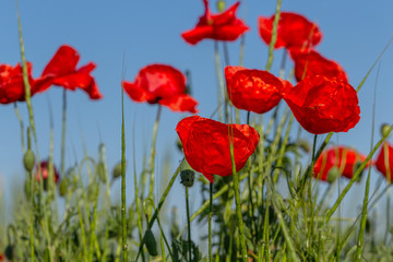 Fototapeta premium Flowers red poppies bloom in wild field. Beautiful field of red poppies with highlighted focus. Soft light. Toning. Creative Creative Processing Natural Background