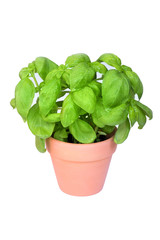 Fresh basil plant pot isolated on white background
