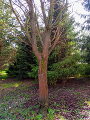 A tree without leaves, moss on the trunk, stands in the Park next to the fir trees.Spring.