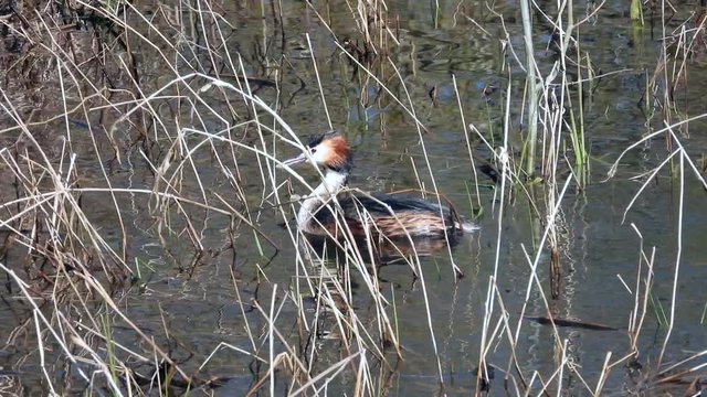Haubentaucher&nbsp;(Podiceps cristatus) taucht auf und ab