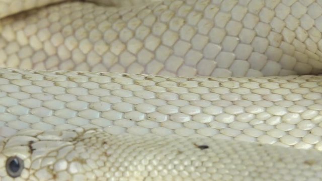 Texas rat snake isolated on a white background in studio. Close up. Macro