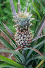 Pineapple trees that are currently bearing fruit, pineapples are planted because they are economic crops and encourage the villagers to grow pineapples and sell them to the fruit translation factory.