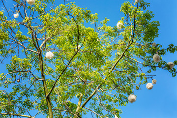Cotton tree with green leaves against a bright blue sky on a sunny day. View from below. Close-up.