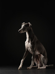 Obraz na płótnie Canvas Portrait of a dog on a dark background. Funny whippet in the studio. Beautiful light