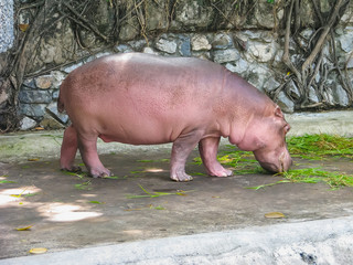 Suphan Buri, Thailand - April, 23, 2008 : Hippopotamus in Suphan Buri Zoo.