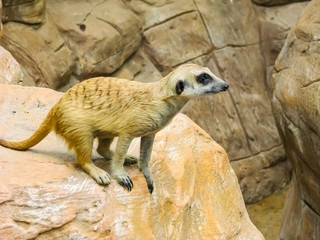 Obraz premium Suphan Buri, Thailand - April, 03, 2008 : Meerkat in Suphan Buri Zoo