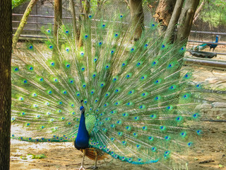 Obraz premium Suphan Buri, Thailand - April, 03, 2008 : Male peacock in Suphanburi Zoo.