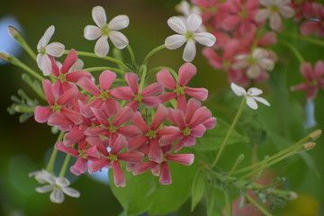 Combretum indicum, also known as the Rangoon creeper or Chinese honeysuckle, is a vine with red...
