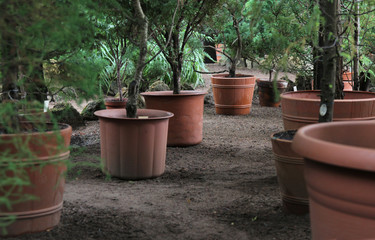 Rows of young trees in plastic pots on the territory of the plant nursery