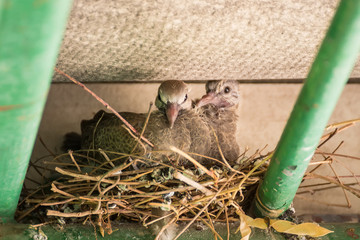 The baby bird just got up in a bird's nest under the roof of the garage.