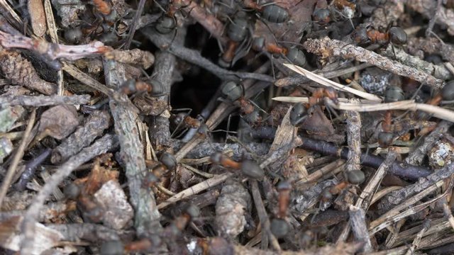 Macro close up footage of ants working in the anthill