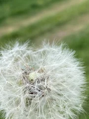 Abwaschbare Fototapete dandelion seed head © Lucie