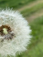 dandelion seed head