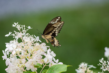 Canadian Tiger Swallowtail (Papilio Glaucus) butterfly on Hydrangea
