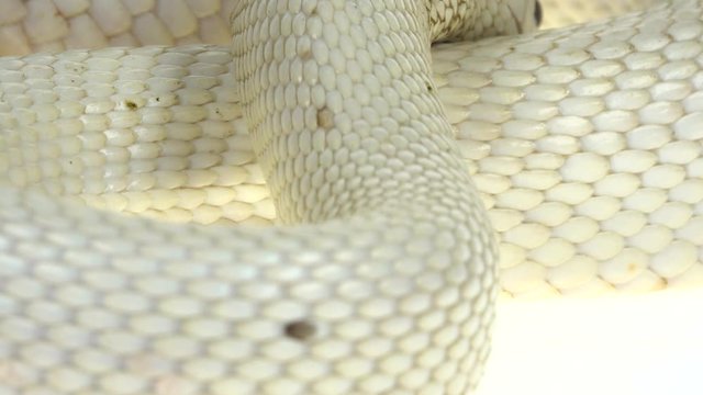 Texas rat snake isolated on a white background in studio. Close up. Macro