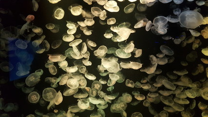 lichen on a tree trunk