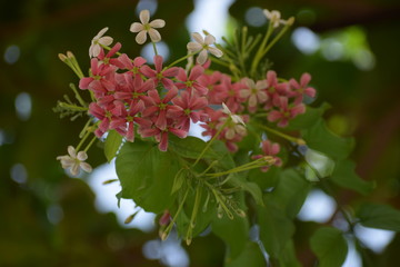 Combretum indicum, also known as the Rangoon creeper or Chinese honeysuckle, is a vine with red flower clusters and native to tropical Asia.