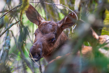 Close up of a newborn moose calf looking at the camera