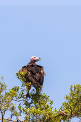 Lappet faced vulture in a tree